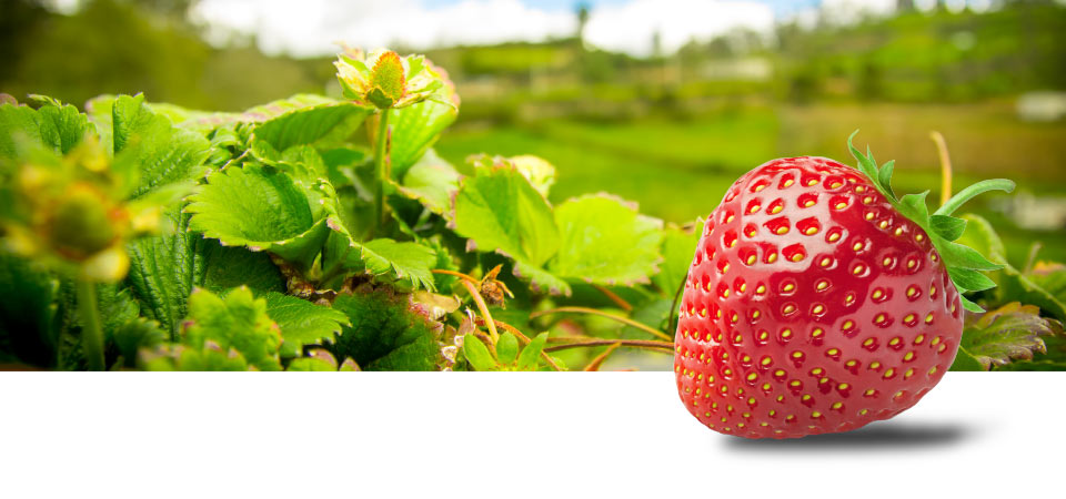 Aardbeien van de hoogste kwaliteit