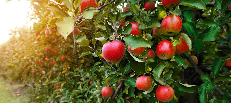 voor appels ✓ ✓ dagprijs DuwelFruit